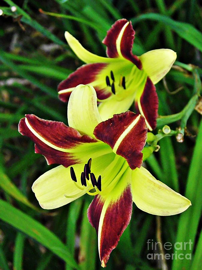 Lily Photograph - Burgundy and Yellow Lilies 2 by Sarah Loft