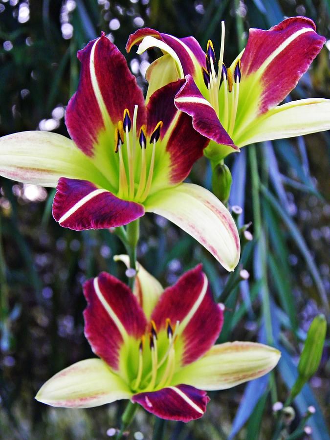 Burgundy and Yellow Lilies 3 Photograph by Sarah Loft