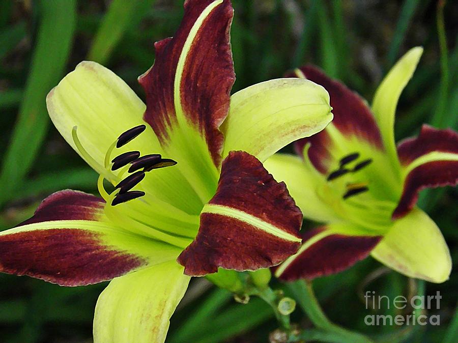 Flower Photograph - Burgundy and Yellow Lilies by Sarah Loft