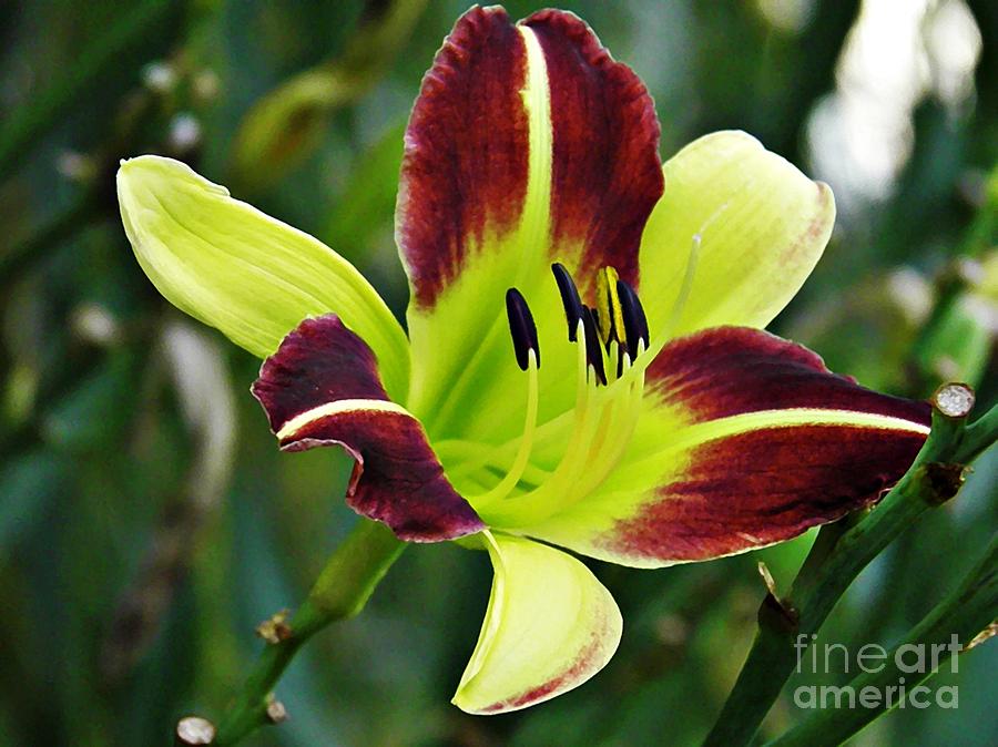 Burgundy and Yellow Lily 2 Photograph by Sarah Loft