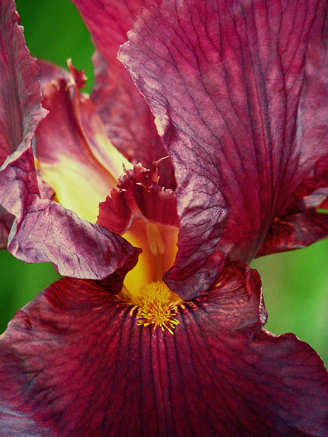 Burgundy Bearded Iris Photograph by Kim Mobley