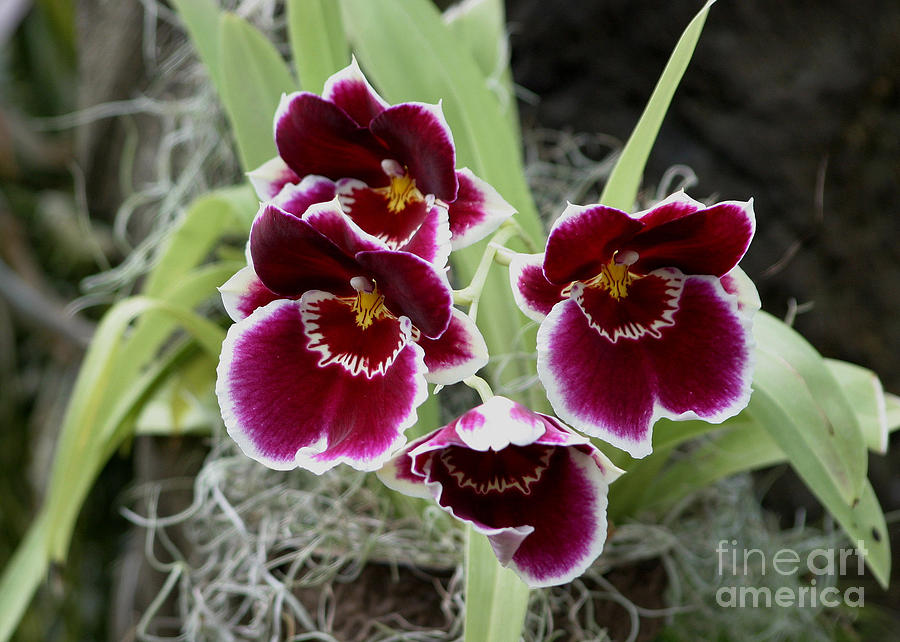 Burgundy Beauties Photograph by Living Color Photography Lorraine Lynch