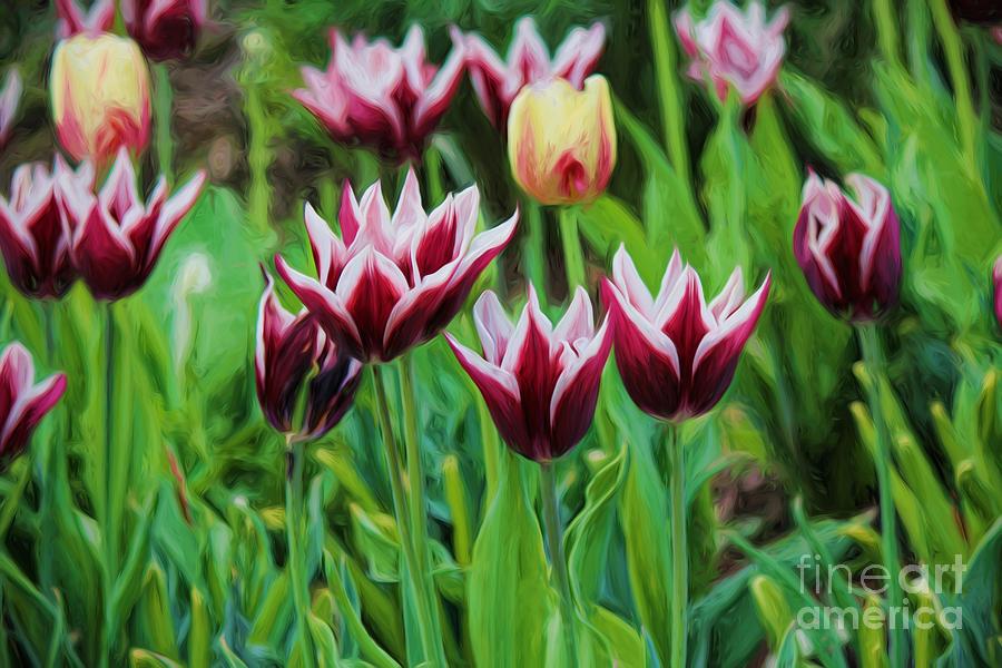 Tulip Photograph - Burgundy Belles by Frances Marian Lewis