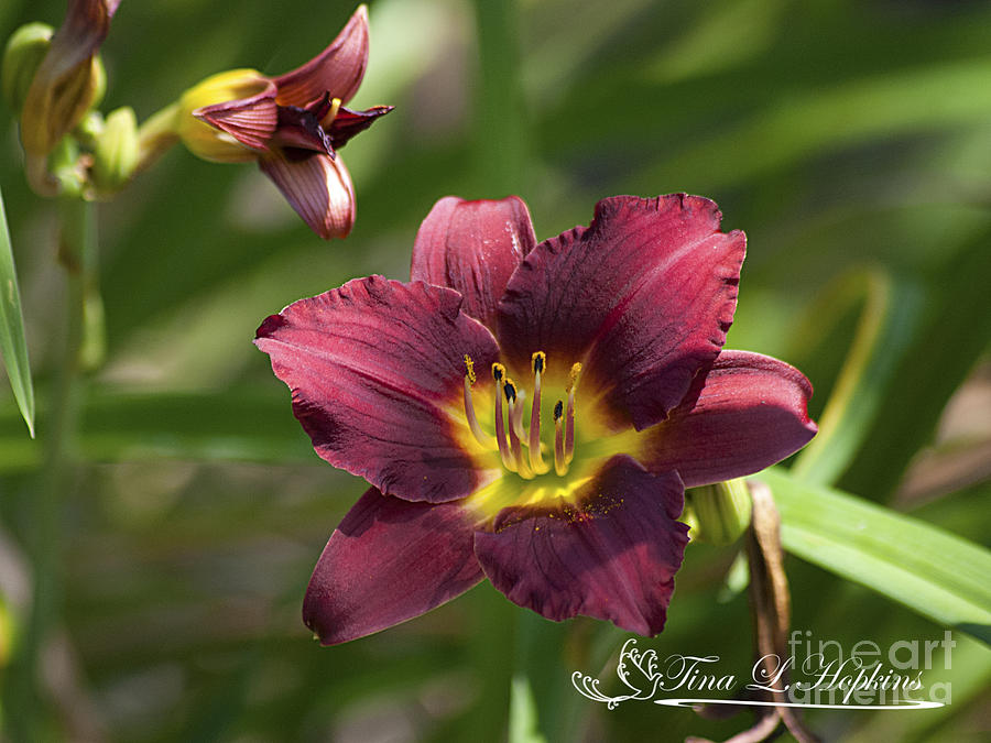 Burgundy Day Lily 20120706_24 Photograph by Tina Hopkins