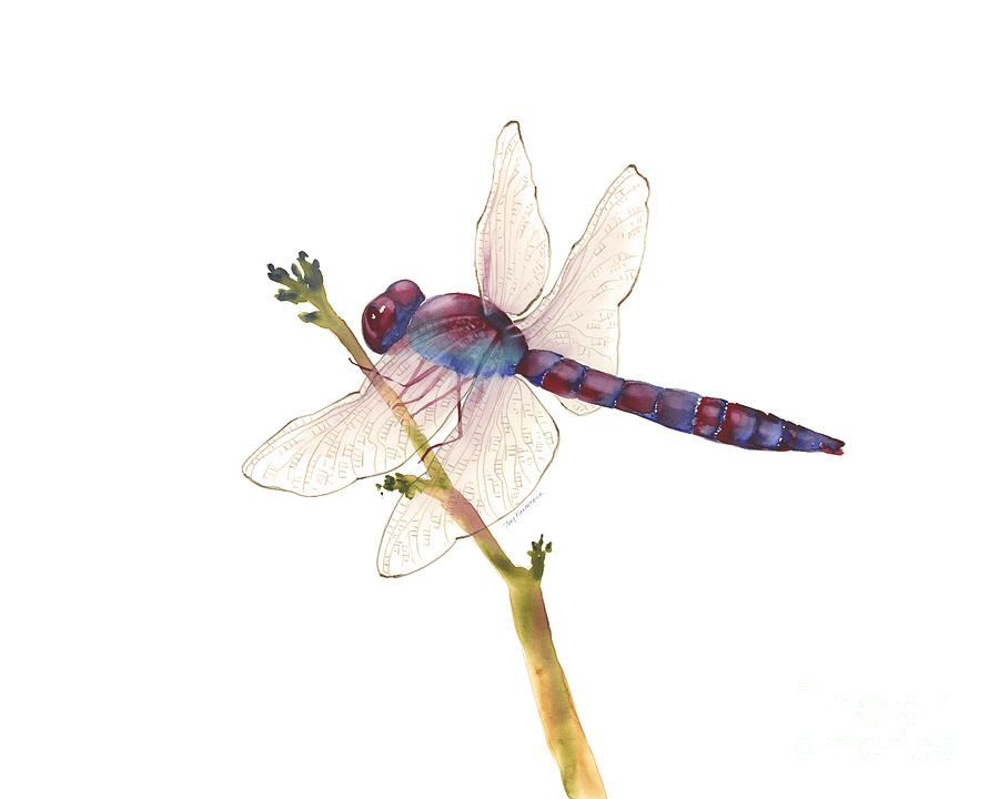 Burgundy Dragonfly Painting by Amy Kirkpatrick