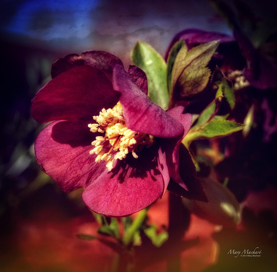 Stamen Photograph - Burgundy Hellebore Flower by Mary Machare