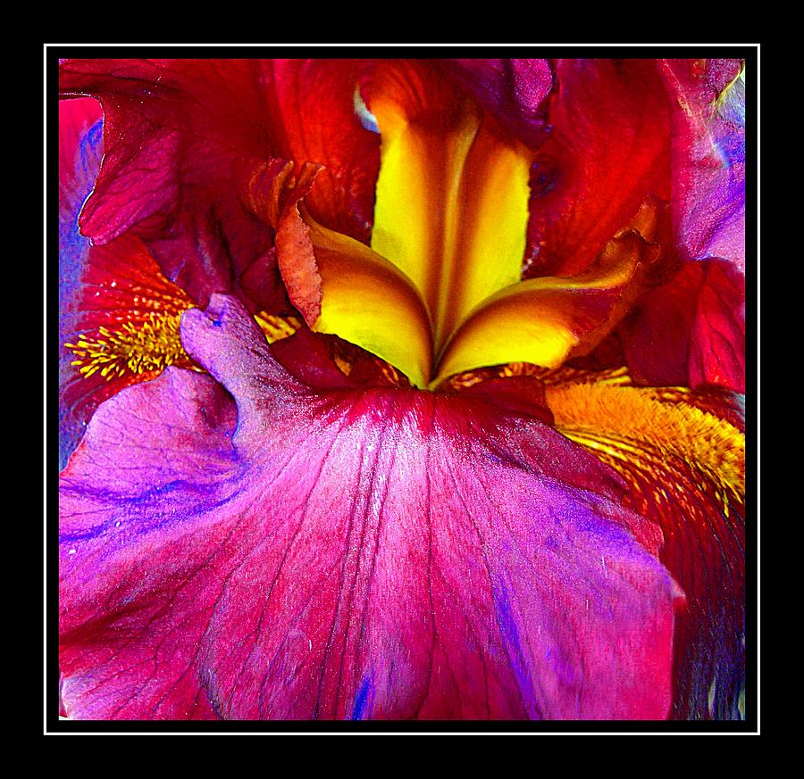 Burgundy Iris Enhanced Photograph by Randy Rosenberger