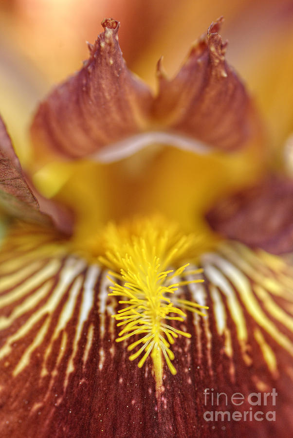 Burgundy Iris Photograph by Martin Capek