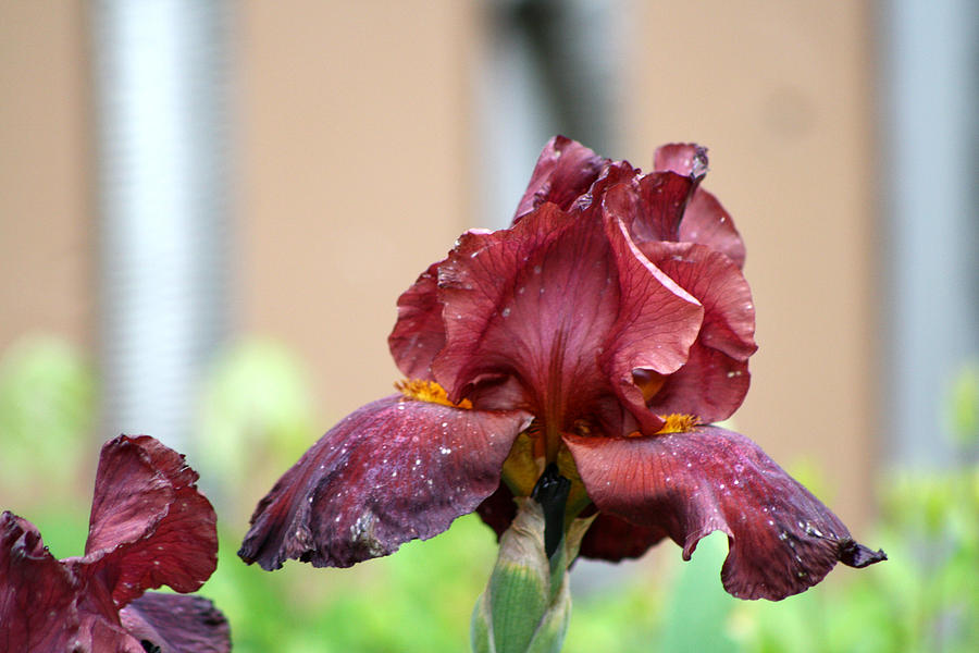Flower Digital Art - Burgundy Iris by Michele Wilson