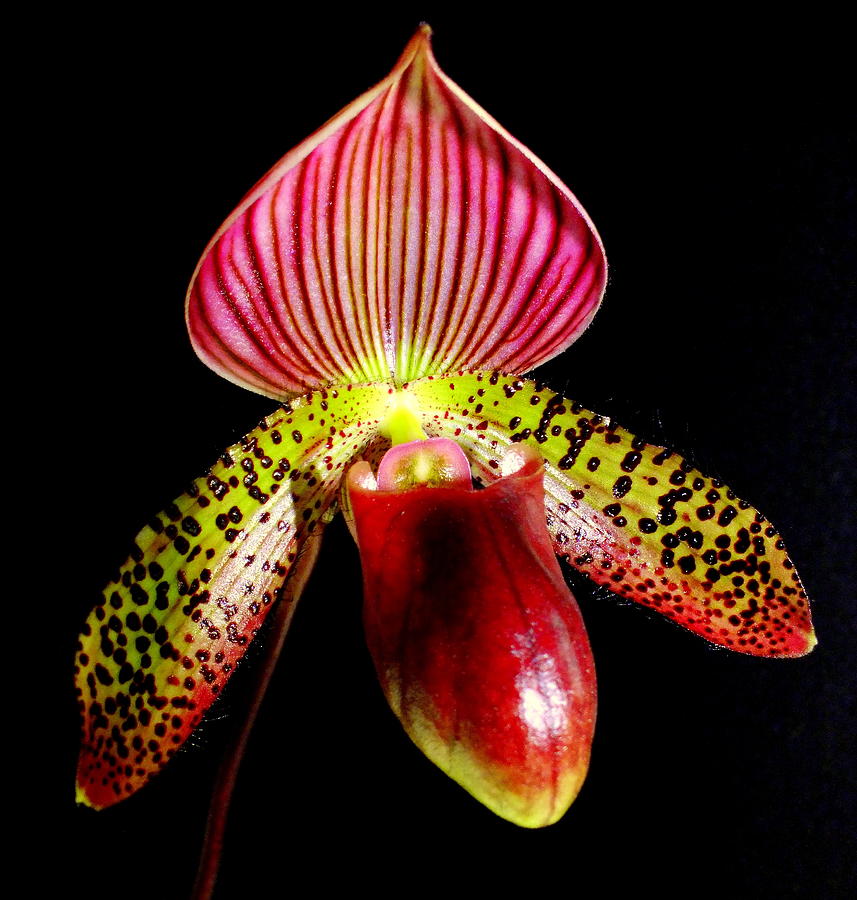 Orchid Photograph - Burgundy Lady Slipper by Karen Wiles