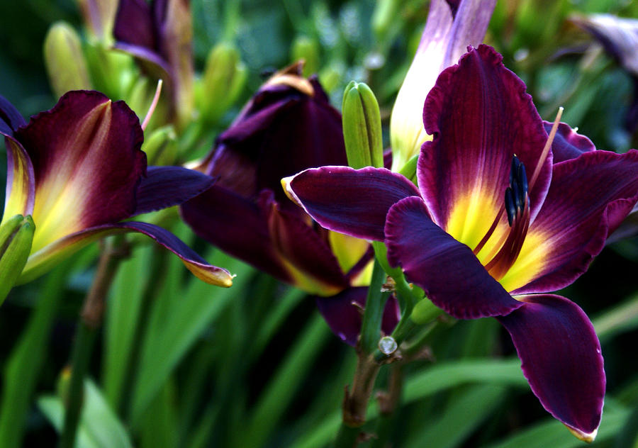 Burgundy Lily Photograph by Chauncy Holmes