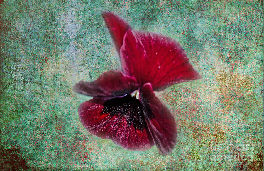 Burgundy Pansy  Photograph by Donna Brown