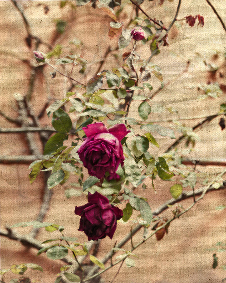 Rose Photograph - Burgundy Roses on Beige by Brooke T Ryan