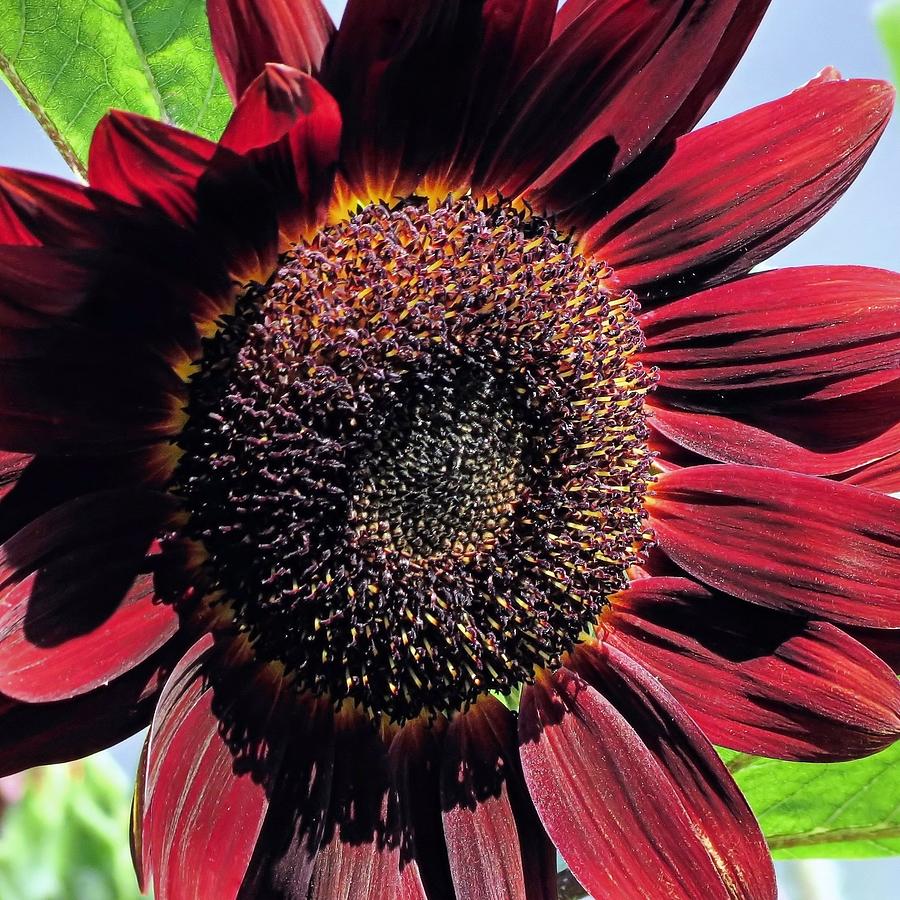 Burgundy Sunflower Photograph by Janice Drew