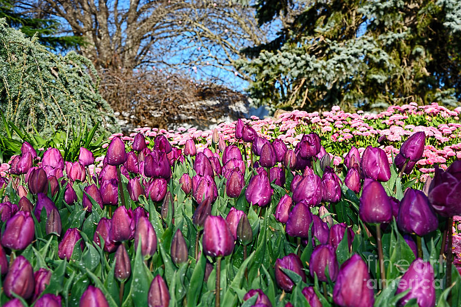 Tulip Photograph - Burgundy Tulips by Kaye Menner by Kaye Menner