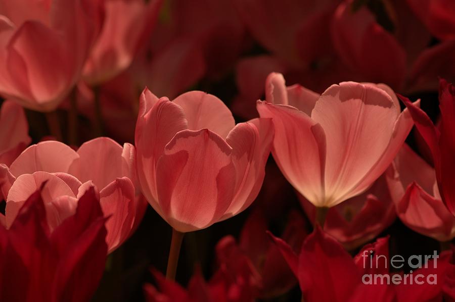Burgundy Tulips Photograph