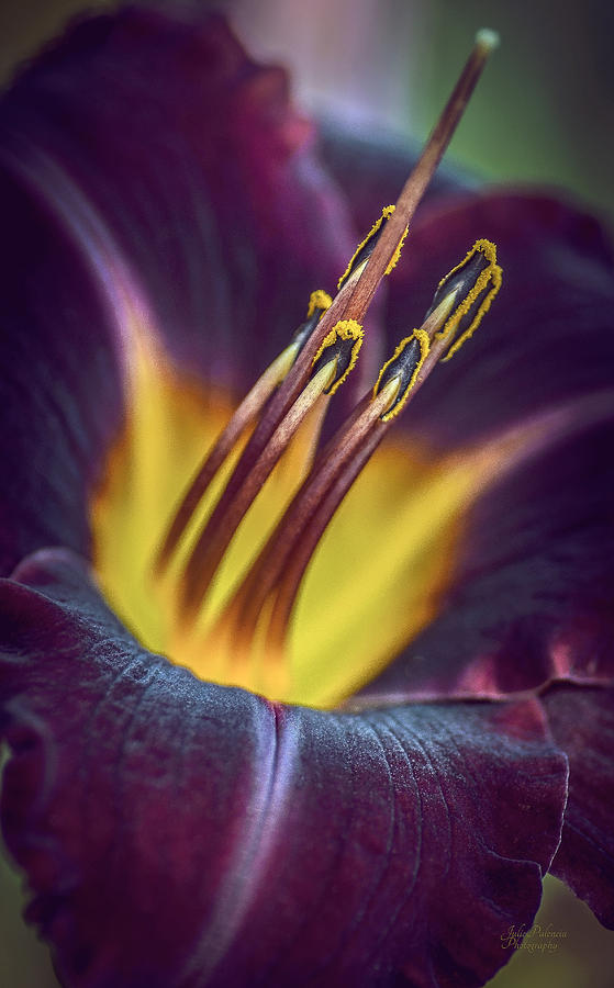 Summer Photograph - Burgundy Yellow Daylily by Julie Palencia