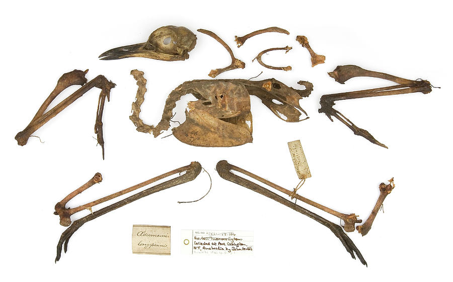 Burhinus Grallarius Skeleton Photograph by Natural History Museum, London