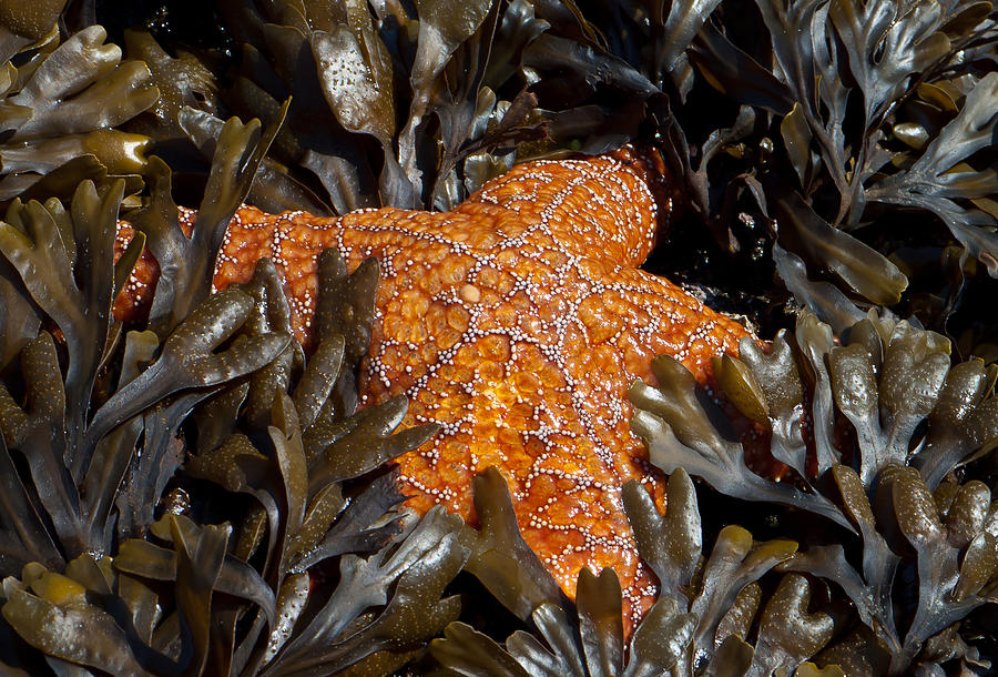 Wildlife Photograph - Buried in Kelp by Sarah Crites