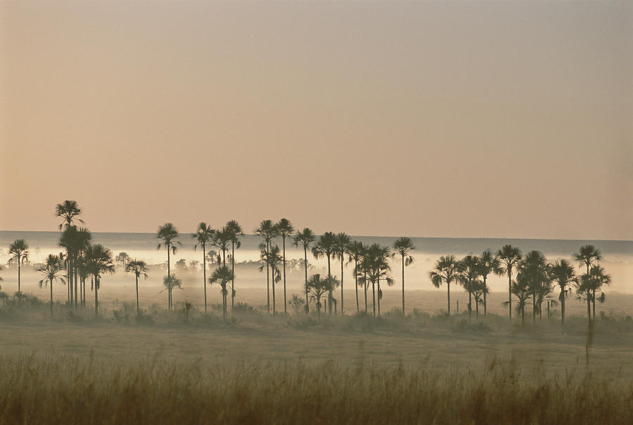Buriti Palm Gallery Forest At Dawn Emas Photograph by Tui De Roy