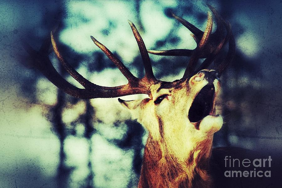 Deer Photograph - Burling Deer by Nick  Biemans
