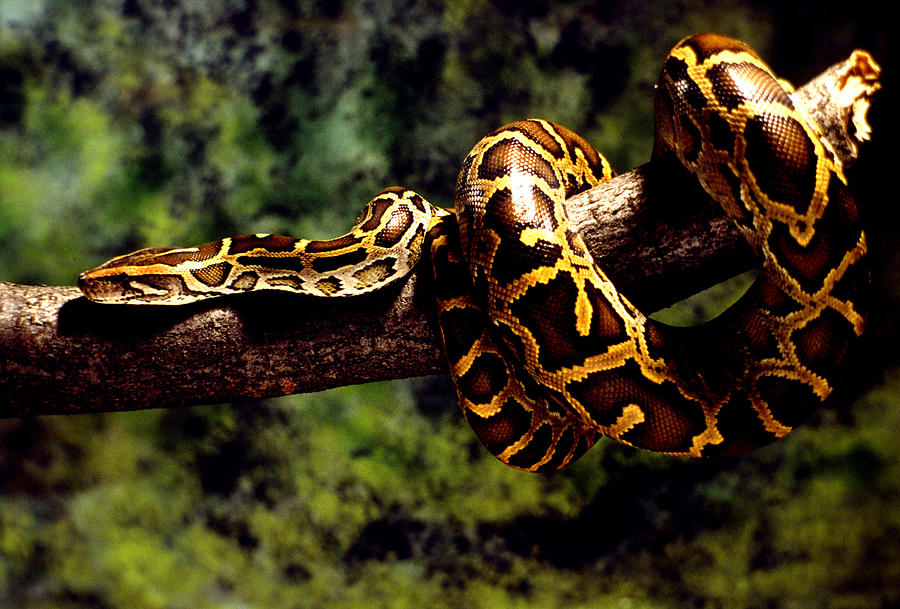 Burmese Python Coiled Around Tree Limb Photograph by John Mitchell