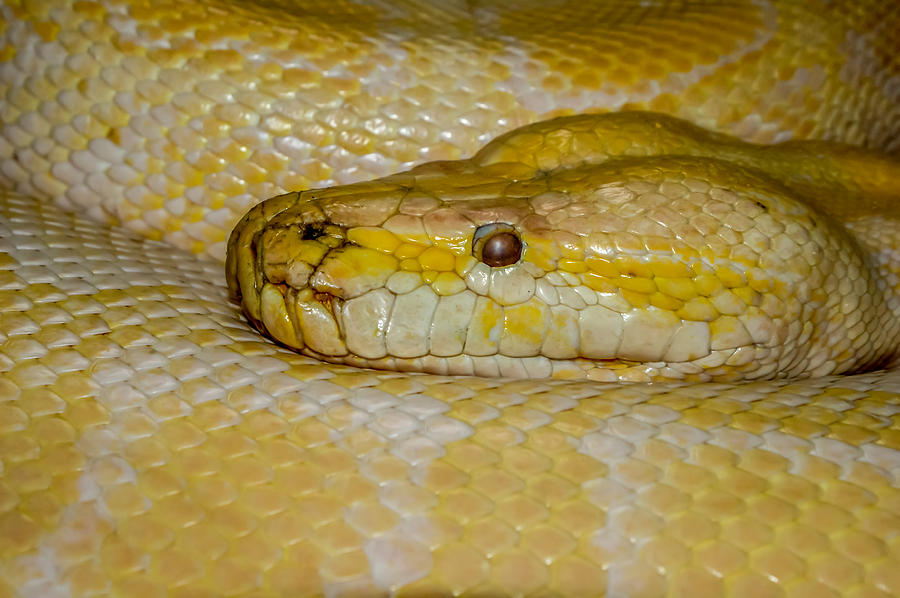 Burmese Python Photograph by Ernie Echols - Fine Art America