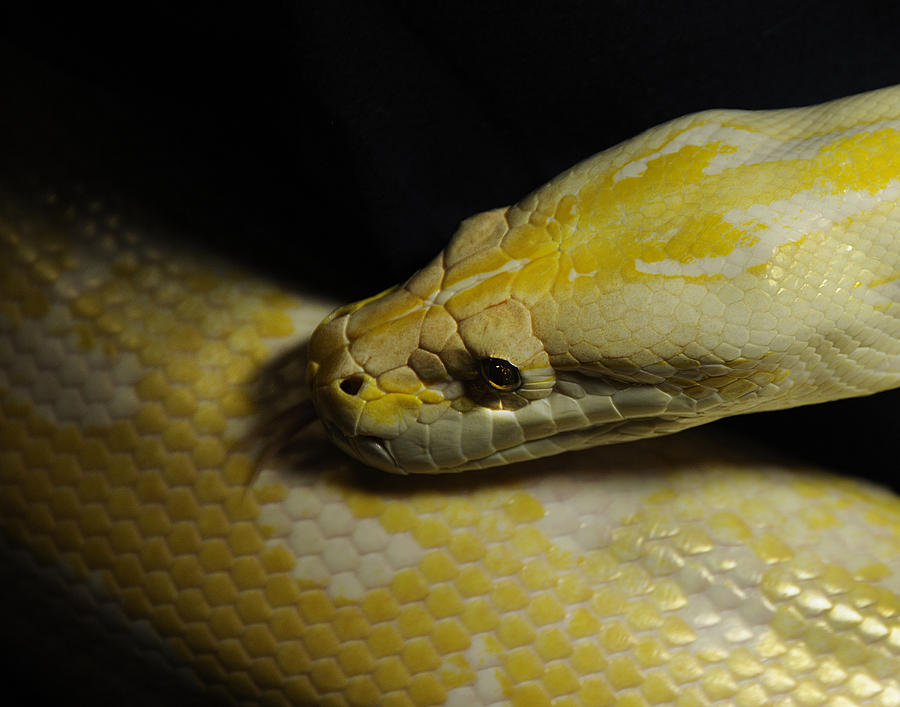 Burmese Python Photograph by Keith Lovejoy