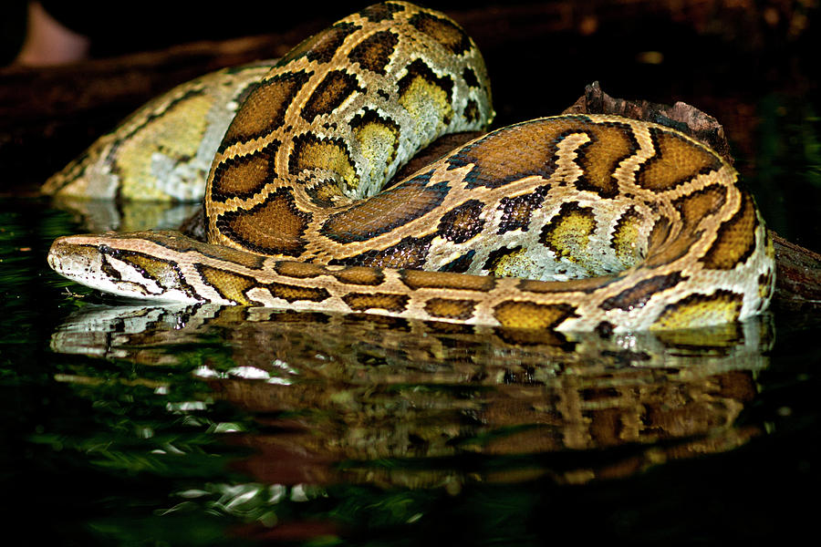 Burmese Python Python Molurus Photograph By David Northcott Fine Art 