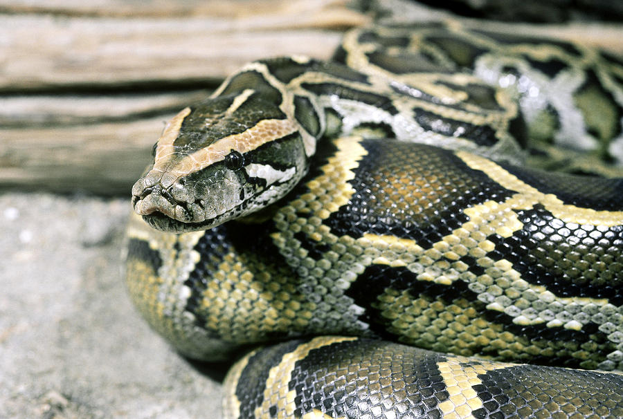 Burmese Python Python Molurus Photograph by John Mitchell - Fine Art ...