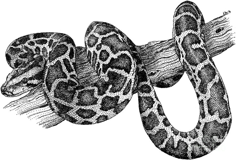 Snake Photograph - Burmese Python by Roger Hall