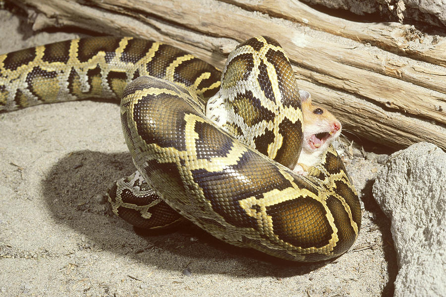 Burmese Python With Prey Photograph by John Mitchell