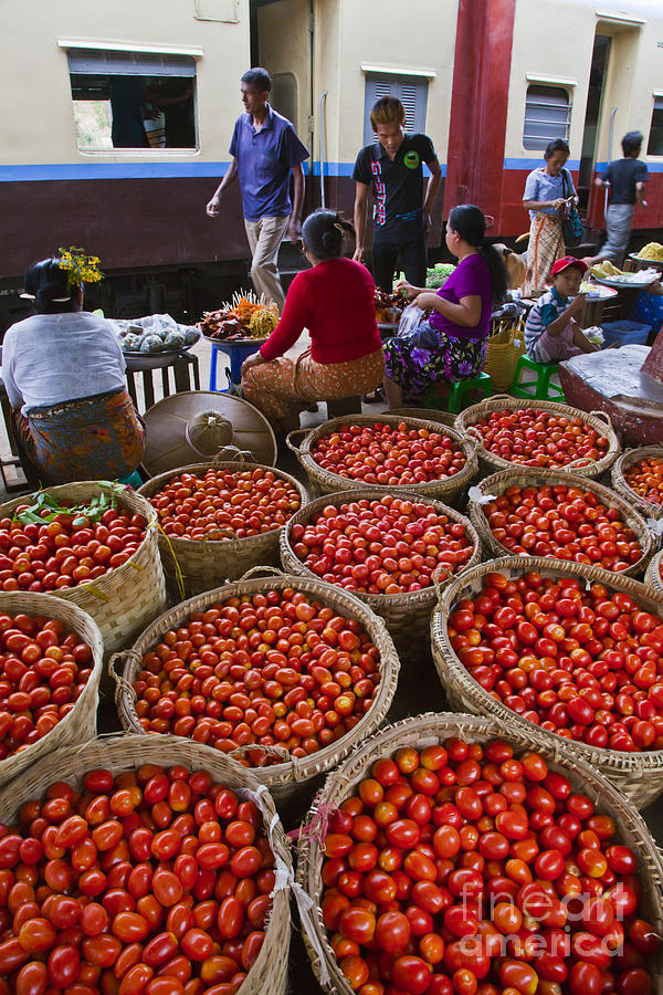 Burmese Tomatoes Photograph by Craig Lovell