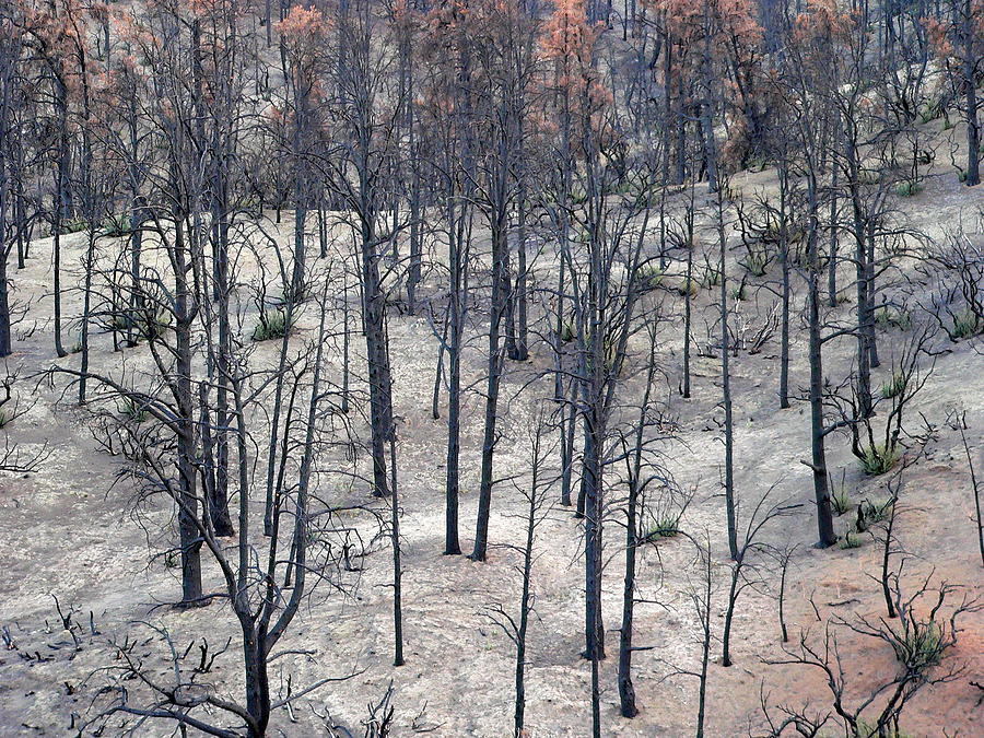 Burned Forest Photograph by Jeff Lowe