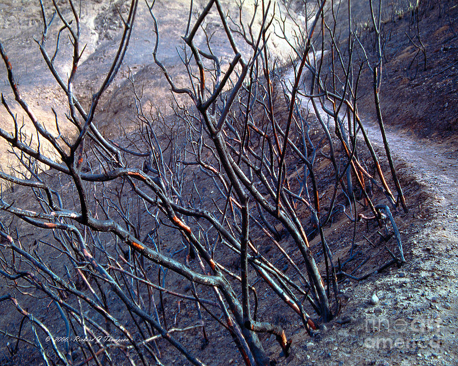 Burned Hiking Trail Photograph by Richard J Thompson 