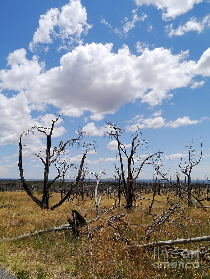 Mesa Verde National Park Photograph - Burned Trees On Colorado Plateau by Christiane Schulze Art And Photography