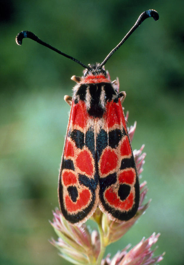 Burnet Moth Photograph by Perennou Nuridsany