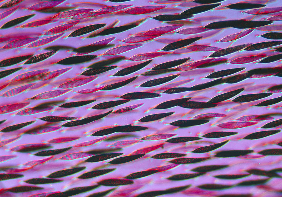 Burnet Moth Wing Scales Photograph by Perennou Nuridsany