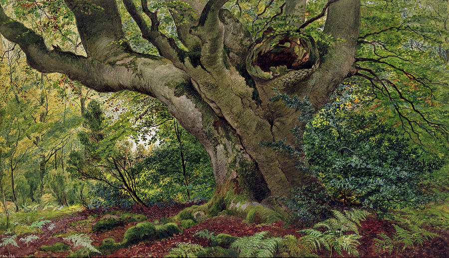Tree Painting - Burnham Beeches by James Matthews