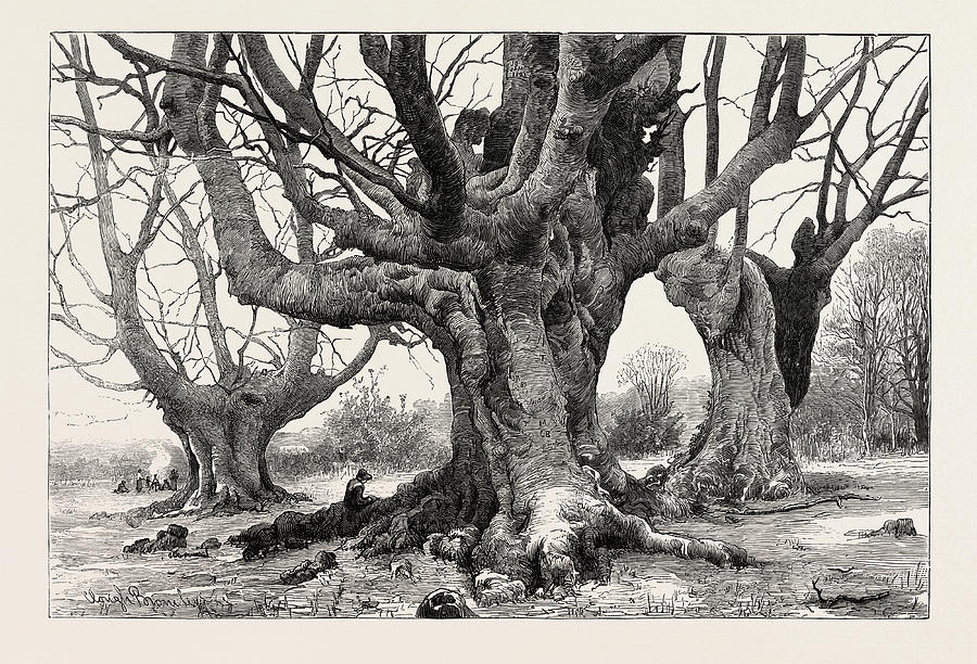 Burnham Beeches-recently Purchased By The Corporation Drawing by ...