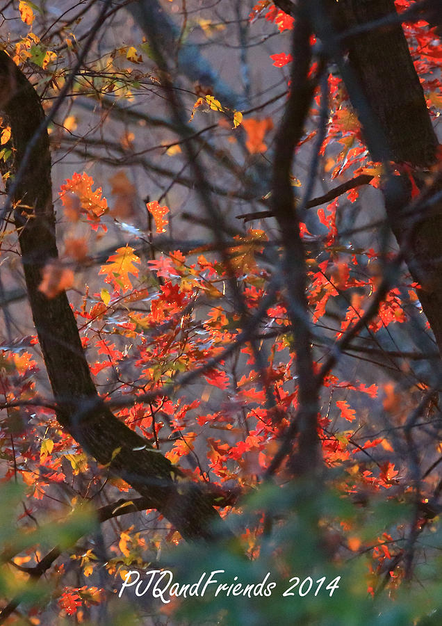 Burning Autumn Photograph by PJQandFriends Photography