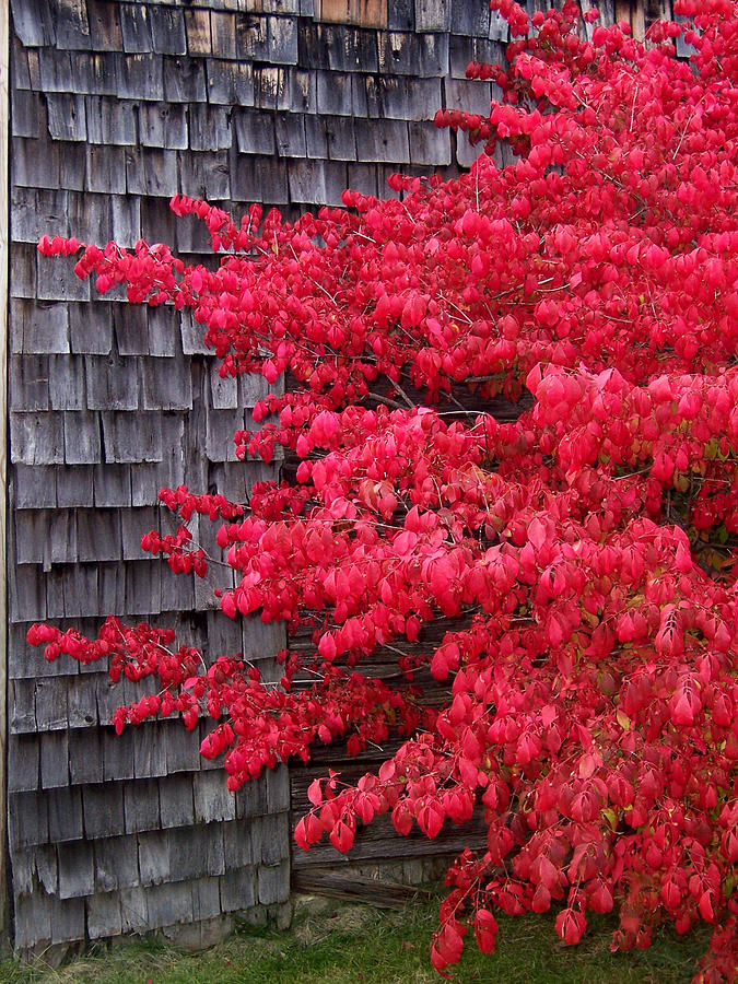 Fall Photograph - Burning Bush Aflame by David T Wilkinson