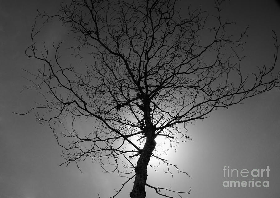 Black And White Photograph - Burning Bush by Amar Sheow