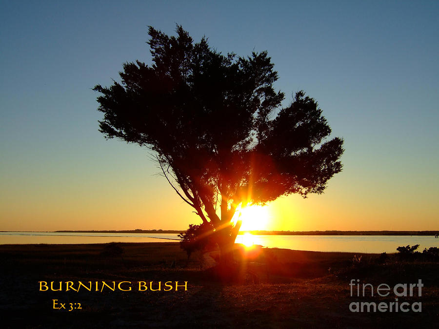 Burning Bush Photograph by Bob Sample