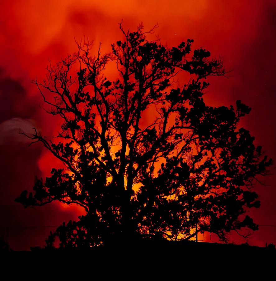 Burning Bush Photograph by Craig Watanabe