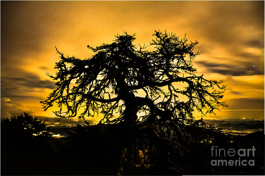 Tree Of Life Photograph - Burning Bush by Ryan Phillips