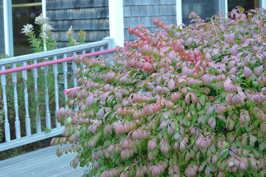 Burning Bushes begin to Bloom in Maine Photograph by Lena Hatch
