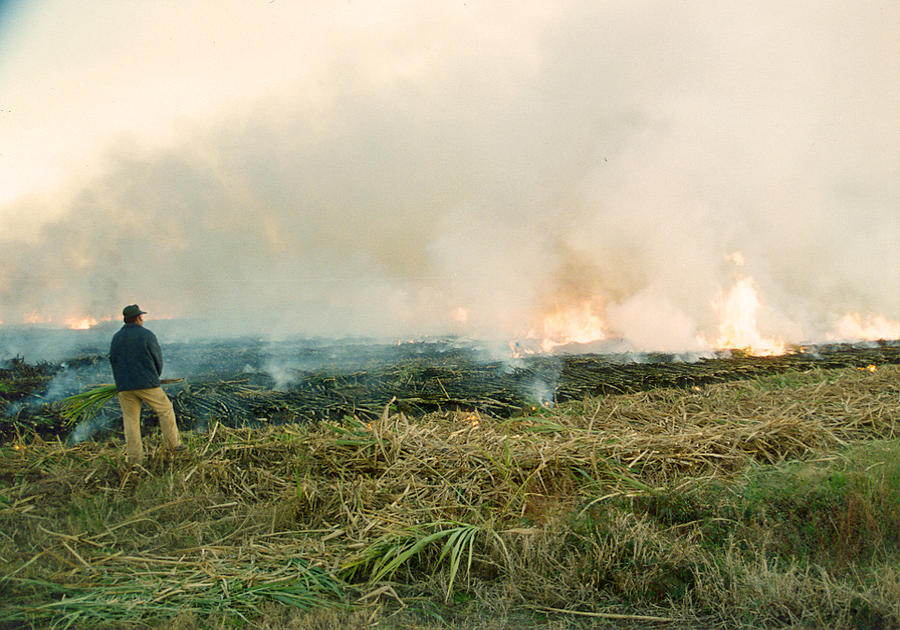 Burning Cane Photograph by Ronald Olivier