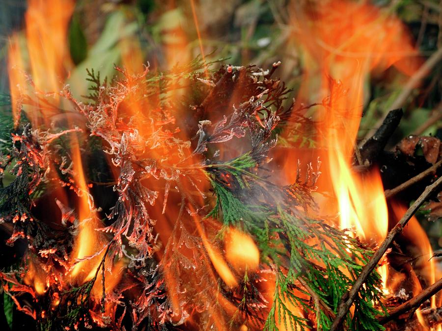 Burning Conifer Twigs Photograph by Ian Gowland/science Photo Library