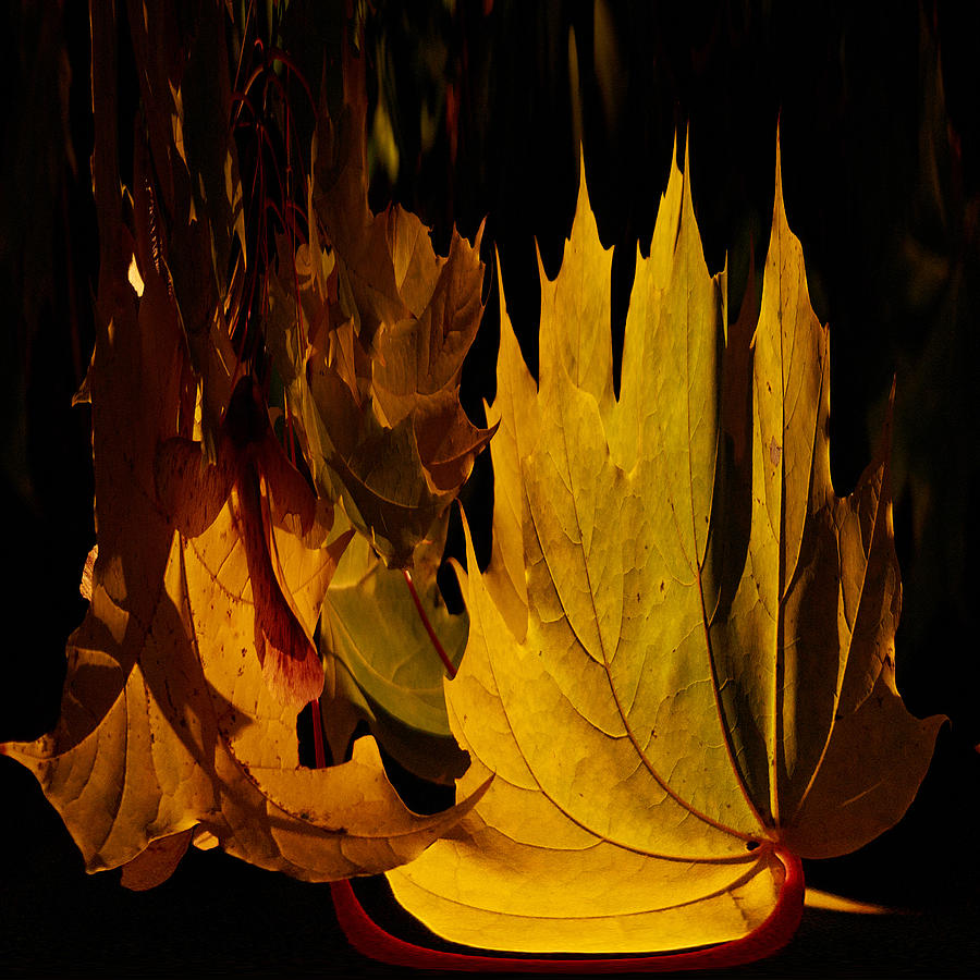 Burning Fall Photograph